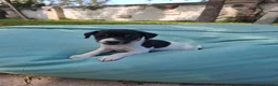 Jack Russell cani in vendita: Cuccioli di jack russel  a Provincia di Lecce - Annuncio 14