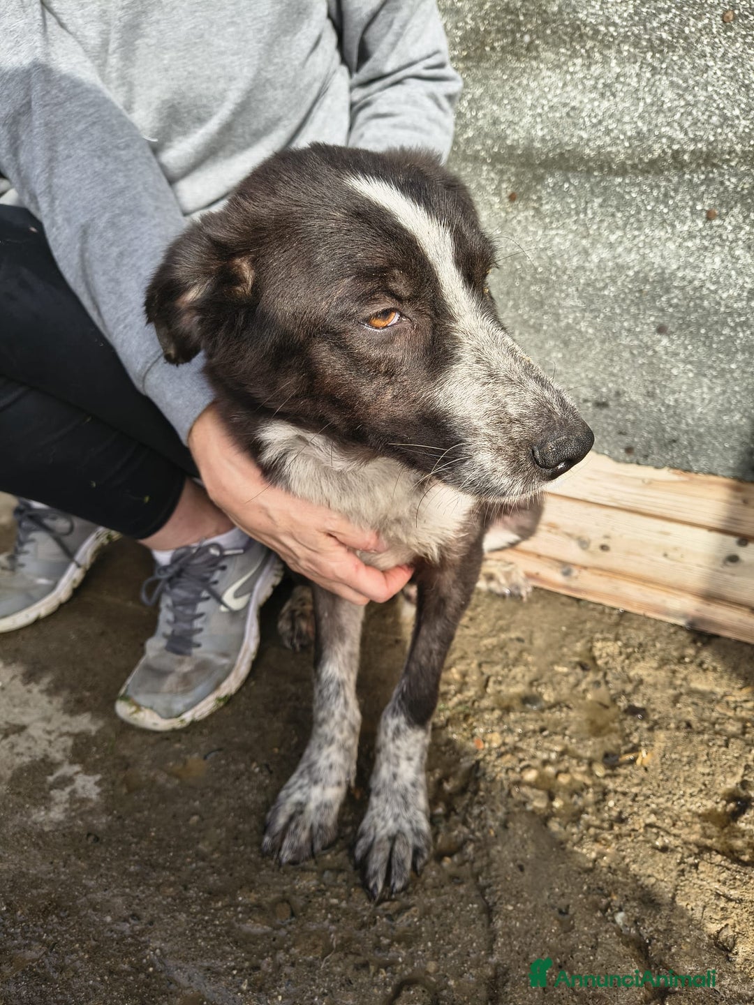 Meticcio cani in regalo: Nello - Annuncio 4