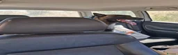 Pastore Belga cani in regalo: Lello Pastore Malinois ottimo carattere - Annuncio 5