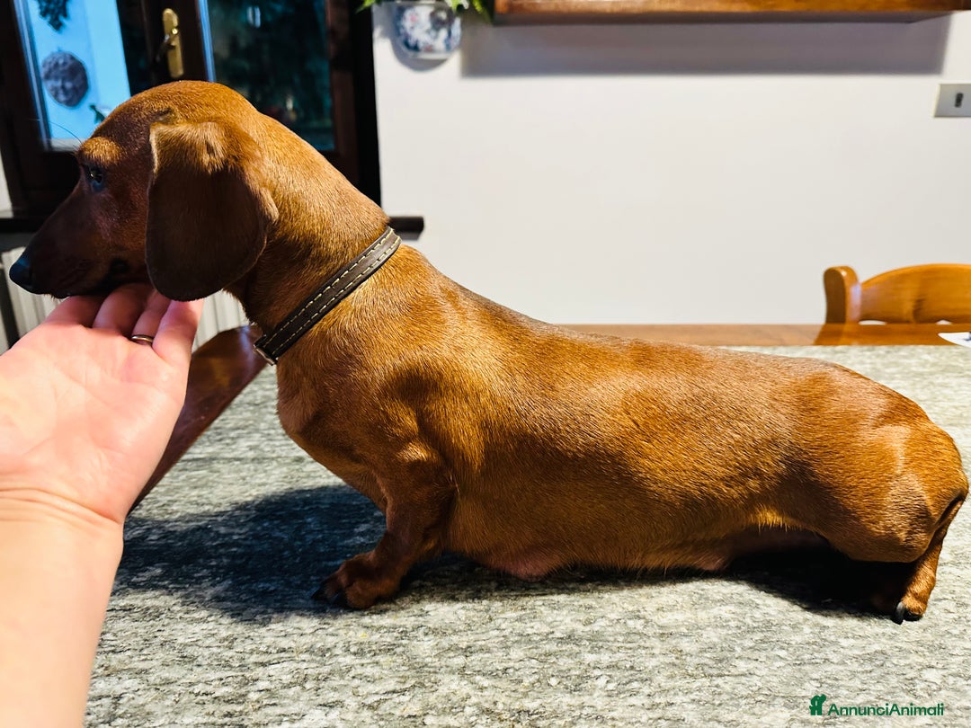 Bassotto cani in vendita: Bassotto Tedesco kaninchen/nano pedigree Enci - Annuncio 5