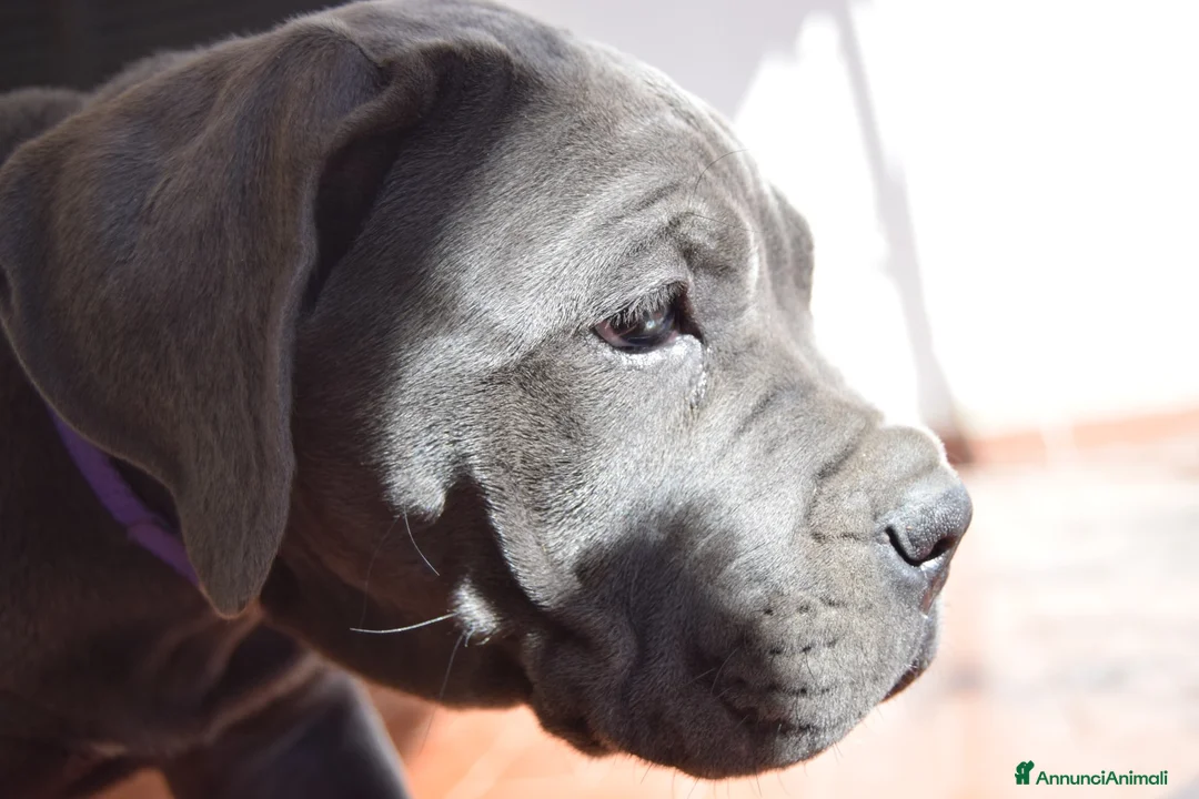 Cane Corso cani in vendita: Cuccioli di cane corso  - Annuncio 2