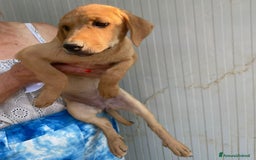 Meticcio cani in regalo: LA BELLISSIMA NEVADA a Provincia di Pavia - Immagine 5