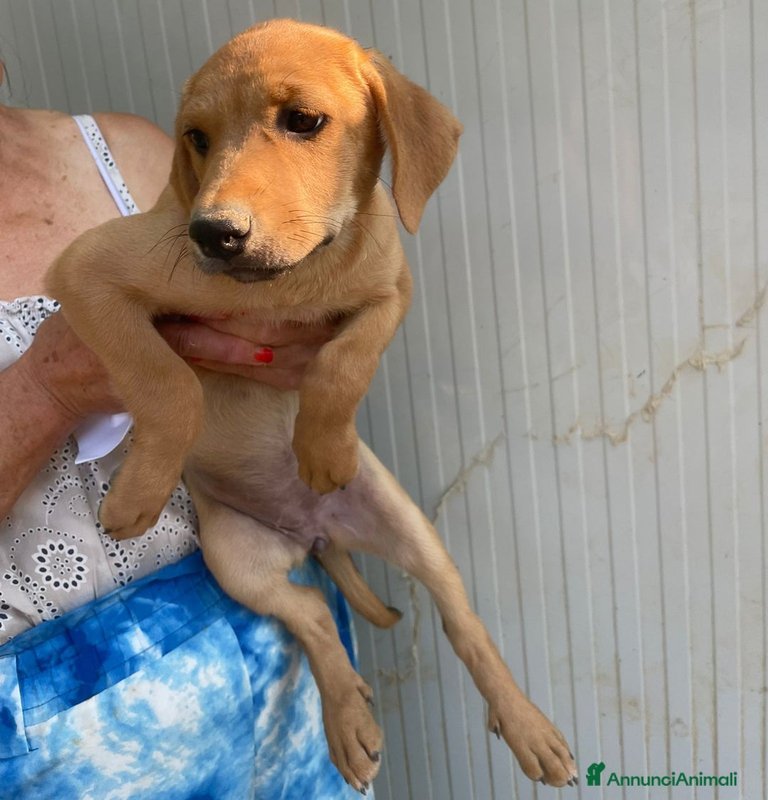 Meticcio cani in regalo: LA BELLISSIMA NEVADA a Provincia di Pavia - Immagine 5