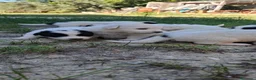 Meticcio cani in vendita: Cuccioli maremmano e pastore caucaso - Annuncio 5