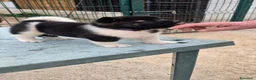 Akita Americano cani in vendita: Cuccioli Akita Americano  - Annuncio 21