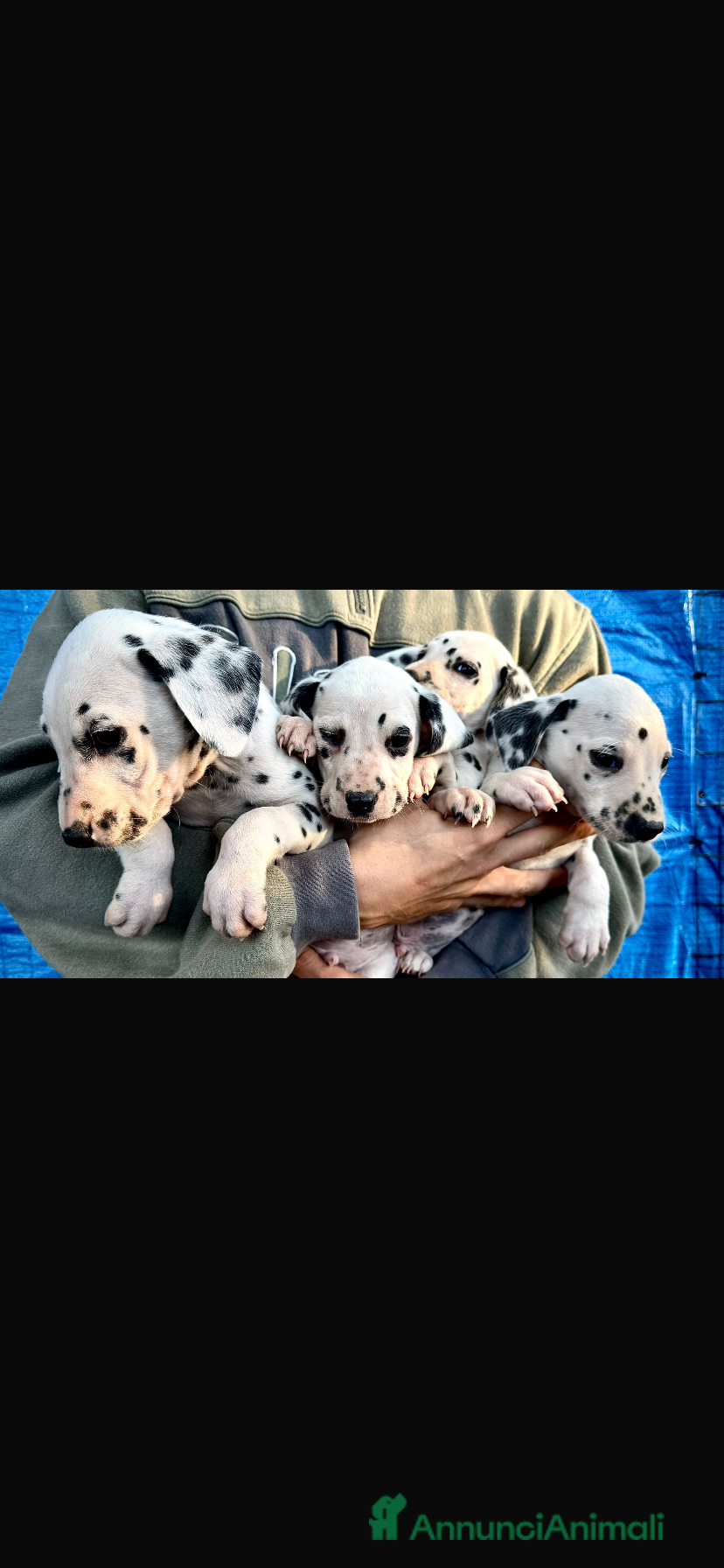 Dalmata cani Cuccioli Dalmata con Pedigree - Annuncio 2