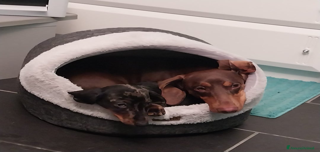 Immagine della galleria {{count}}