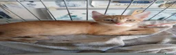 Meticcio gatti in regalo: Tre maschietti cercano casa - Annuncio 3