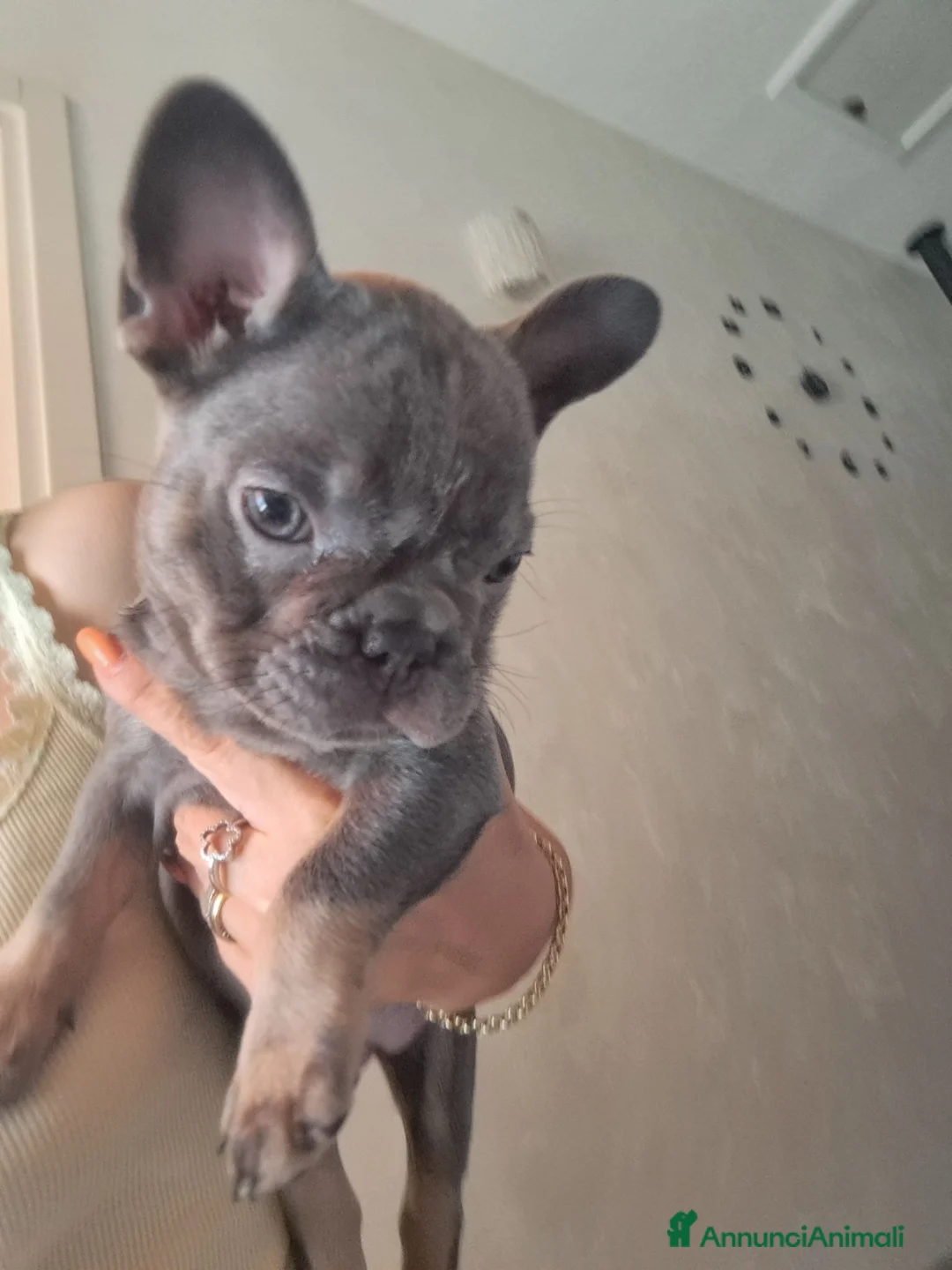 Bulldog Francese cani in vendita: Cucciola di bulldog francese  - Annuncio 2