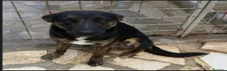 Meticcio cani in regalo: 4/5anni nero/tigrato invisibile in canile.PUGLIA a Città Metropolitana di Milano - Annuncio 1