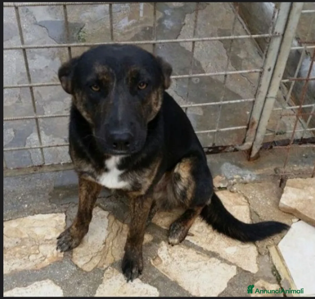Meticcio cani in regalo: 4/5anni nero/tigrato invisibile in canile.PUGLIA a Città Metropolitana di Milano - Annuncio 1