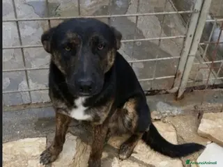 Meticcio cani 4/5anni nero/tigrato invisibile in canile.PUGLIA a Città Metropolitana di Milano - Annuncio 33
