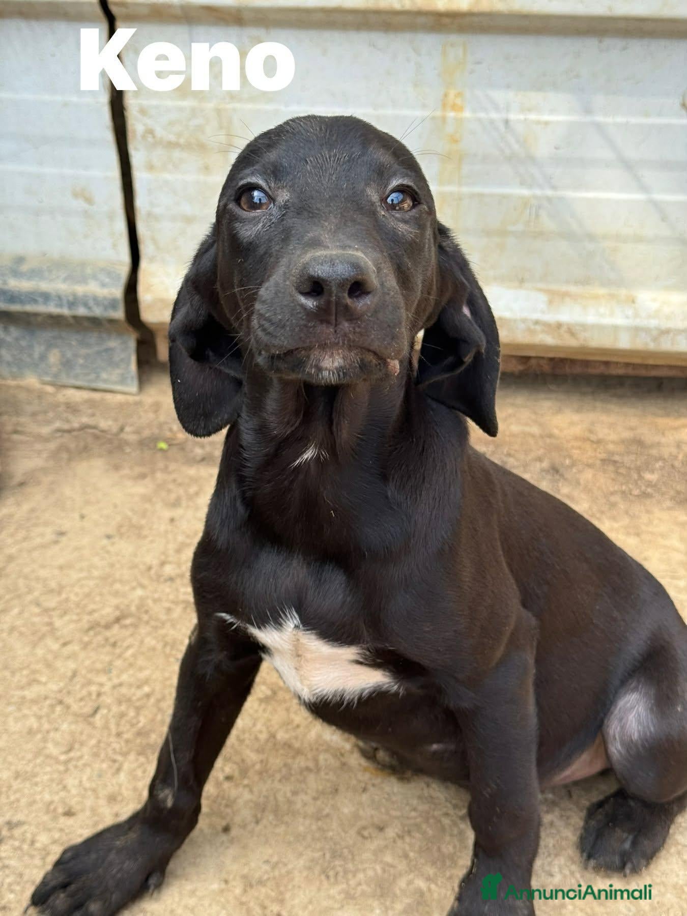 Meticcio cani I 3 CUCCIOLI più dolci del mondo!  - Annuncio 25
