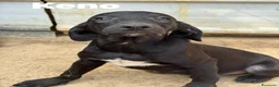 Meticcio cani in regalo: I 3 CUCCIOLI più dolci del mondo!  - Annuncio 1