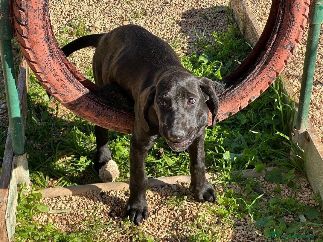 Meticcio cani in regalo: Paco, 3 mesi  - Annuncio 2