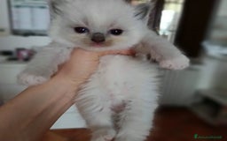 Ragdoll gatti in vendita: Cuccioli Ragdoll di Alta Genealogia a Città metropolitana di Milano - Immagine 4
