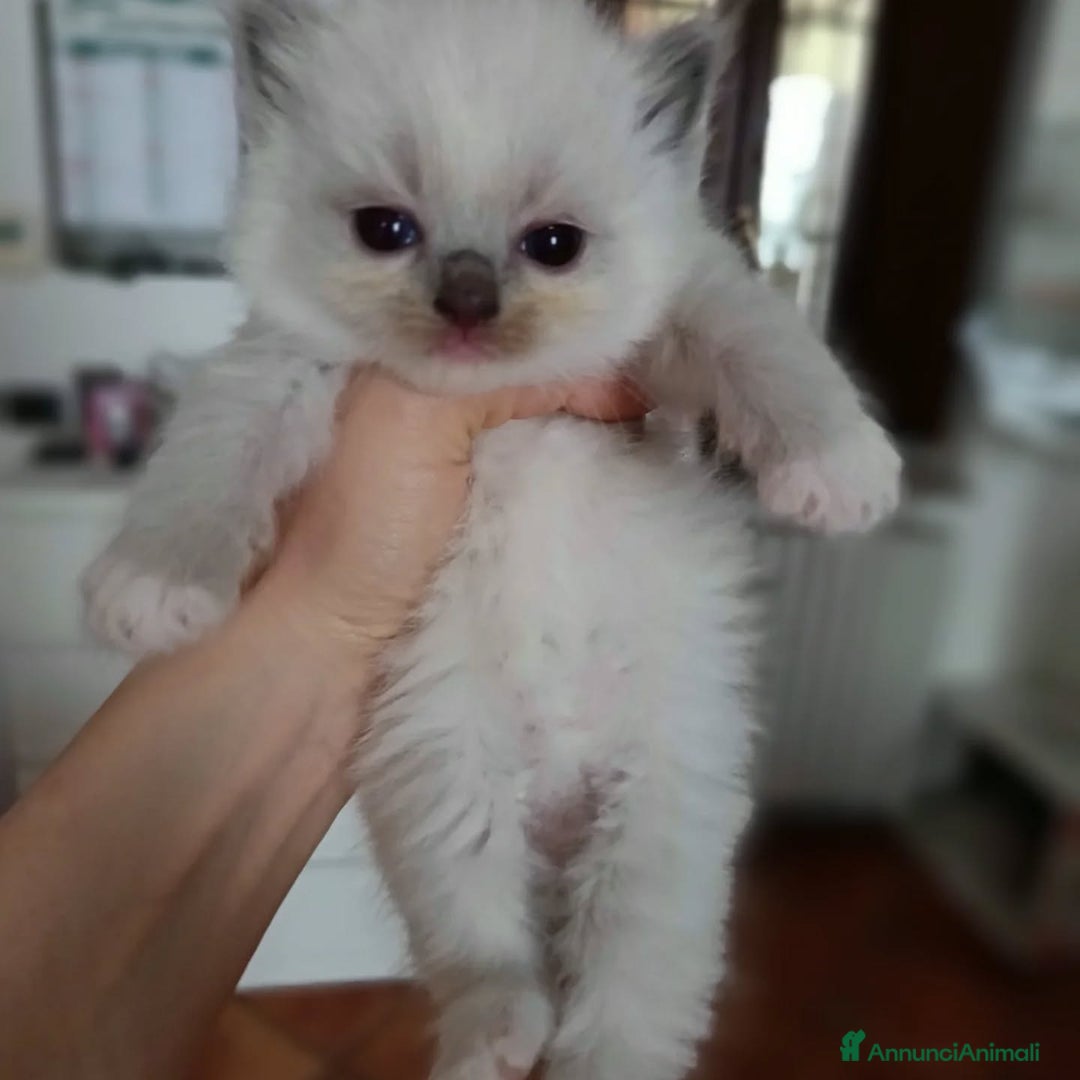 Ragdoll gatti in vendita: Cuccioli Ragdoll di Alta Genealogia a Città metropolitana di Milano - Immagine 4