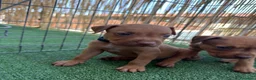 Pitbull cani in vendita: ULTIMI 3MASCHIETTI DI PITBULL UKC CON PEDIGREE - Annuncio 2