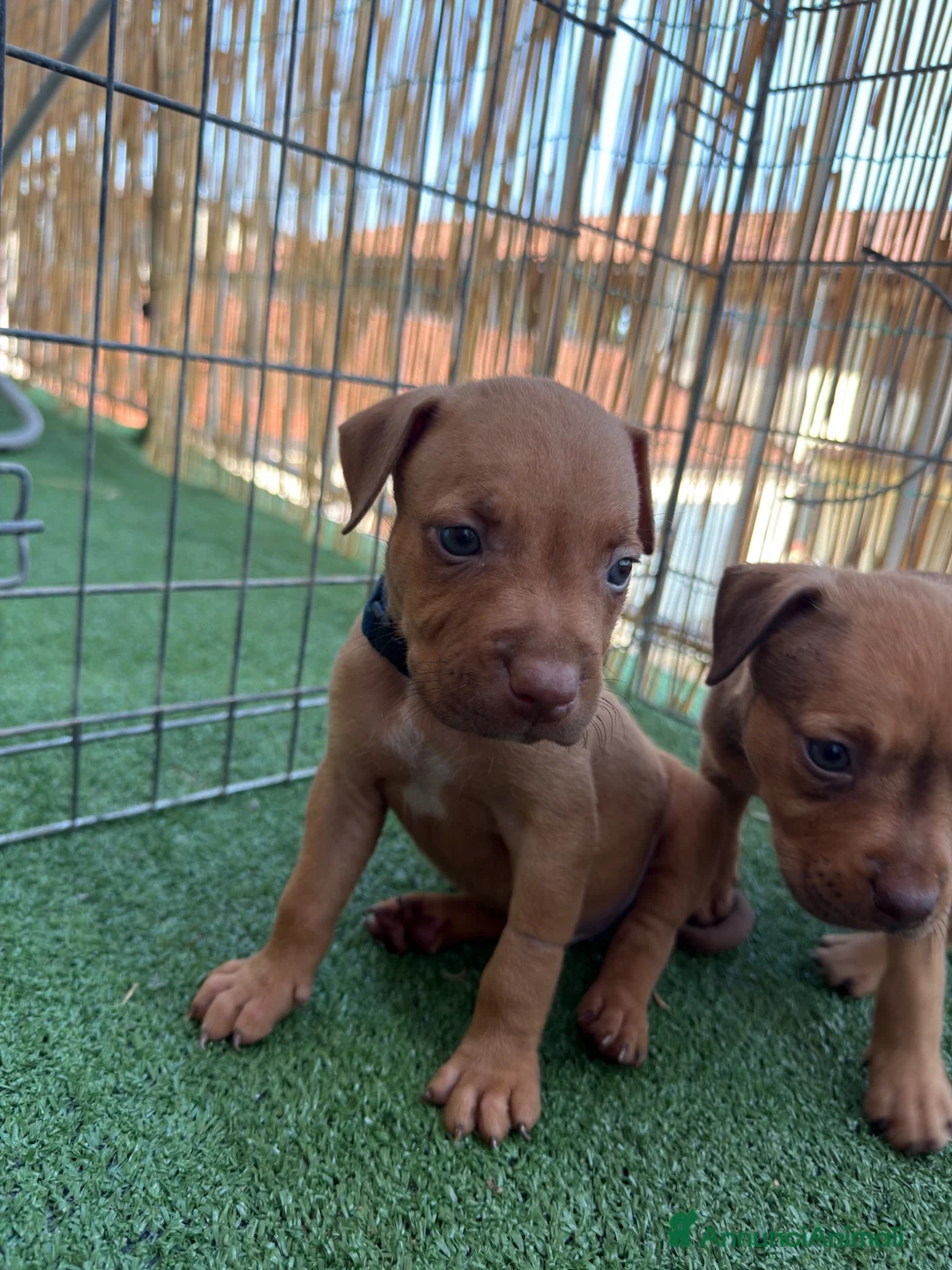 Pitbull cani in vendita: ULTIMI 3MASCHIETTI DI PITBULL UKC CON PEDIGREE - Annuncio 2