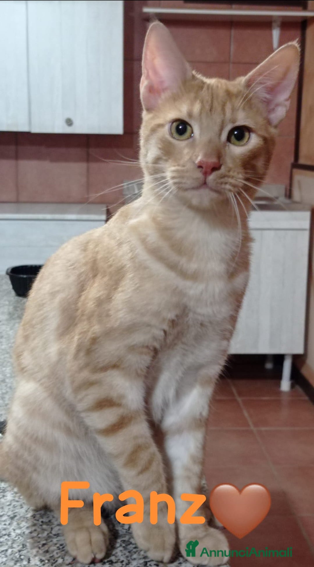 Europeo gatti in regalo: ALE & FRANZ CERCANO CASA  - Annuncio 2