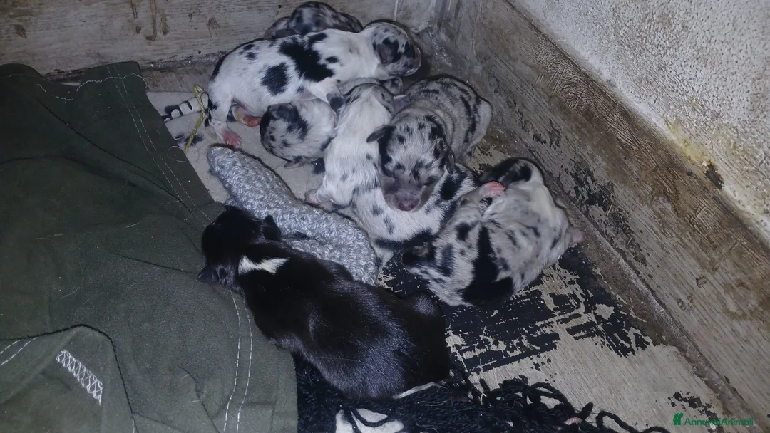Meticcio cani in vendita: cuccioli pastore della lessinia - Annuncio 1