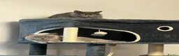 British gatti per accoppiamento: Gatto british blue point - Annuncio 2