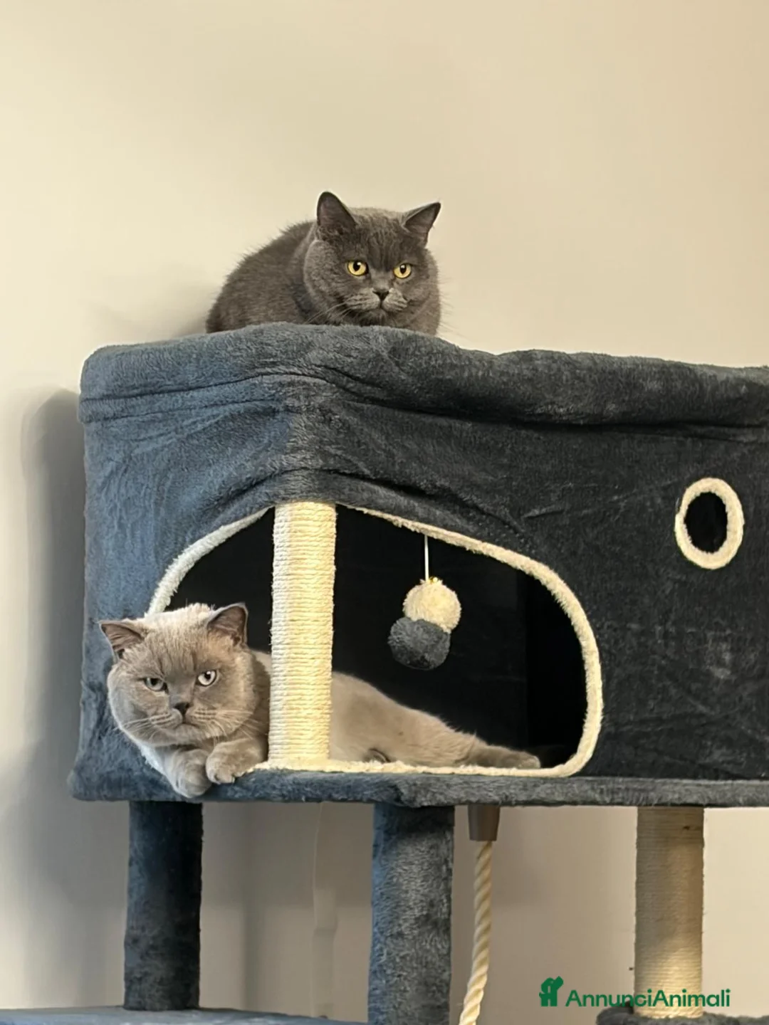 British gatti per accoppiamento: Gatto british blue point - Annuncio 2
