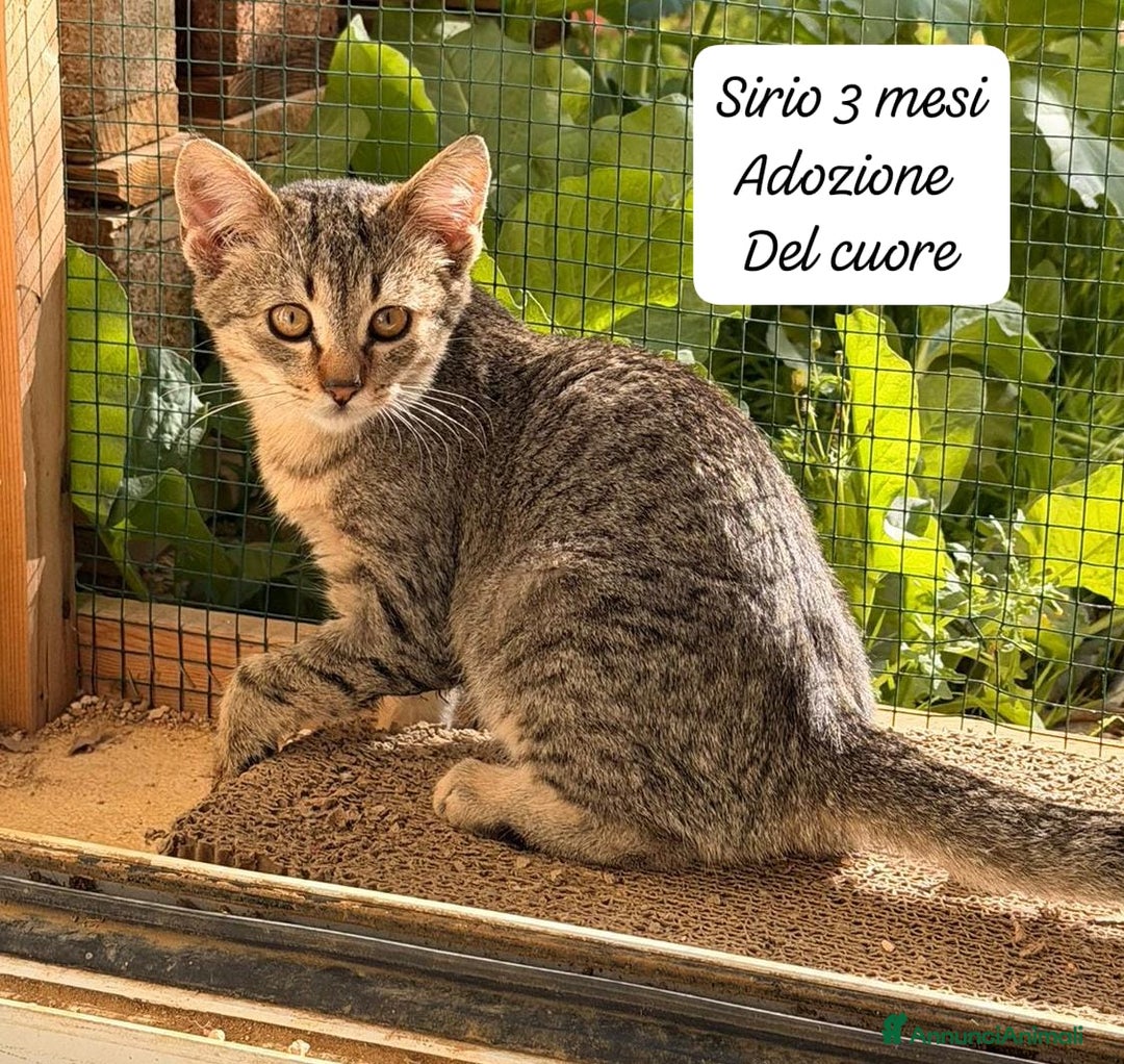 Europeo gatti in regalo: Famiglie cercasi urgentemente per questi micini  - Annuncio 11