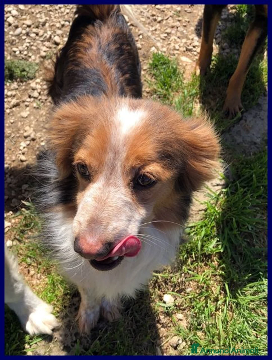 Meticcio cani in regalo: PERSEO simpatico peperino tg mediopicc. - Annuncio 1