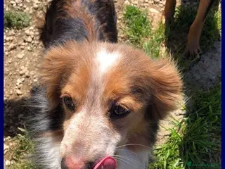 Meticcio cani PERSEO simpatico peperino tg mediopicc. - Annuncio 22