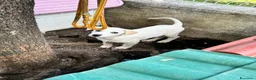 Meticcio cani in regalo: Ce-ce a Provincia di Bergamo - Annuncio 3