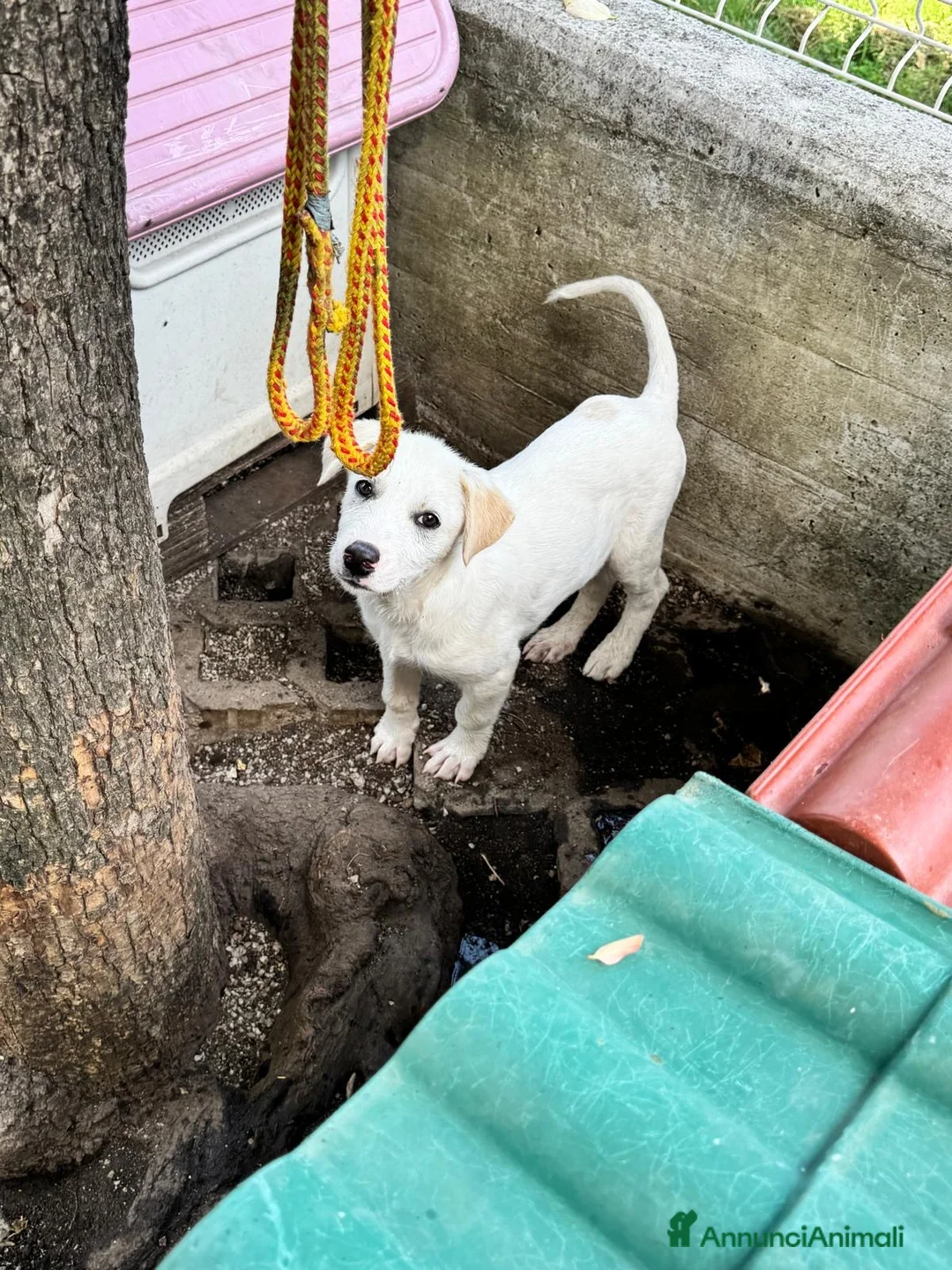 Meticcio cani in regalo: Ce-ce a Provincia di Bergamo - Annuncio 3