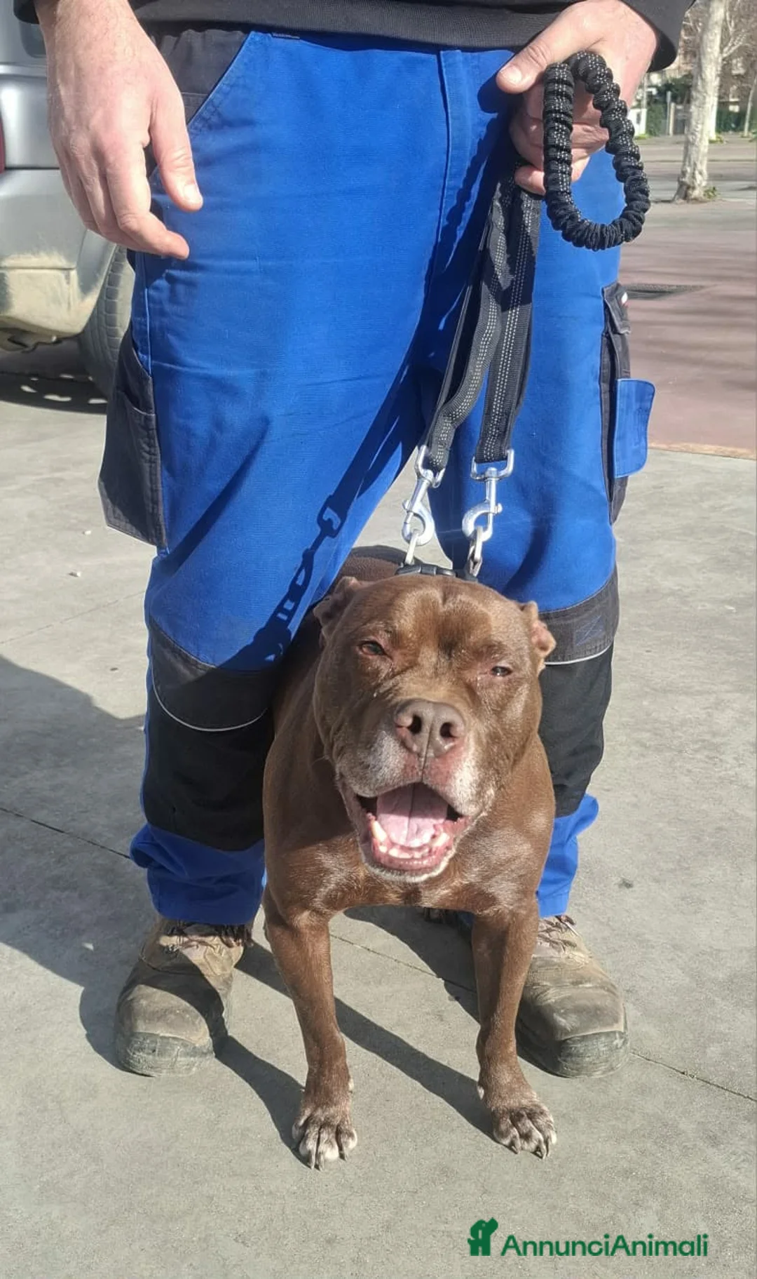 Pitbull cani in regalo: DOLCE PSIKE ADOZIONE DEL CUORE - Annuncio 5