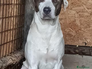 Meticcio cani PONY DOPO TANTA SOFFERENZA HA BISOGNO D'AMORE - Annuncio 30