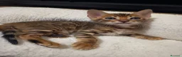 Bengala gatti in vendita: le meraviglie di Selected Breed  - Annuncio 8