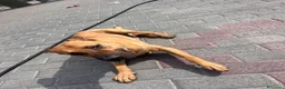 Meticcio cani in regalo: ARGO CERCA CASA - Annuncio 5