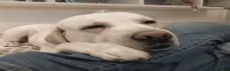 Labrador cani per accoppiamento: Labrador maschio per accoppiamento - Annuncio 25