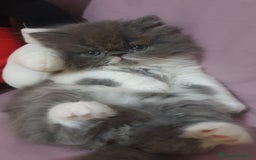 Persiano gatti in vendita: Cucciolo persiano ipertipico maschio a Provincia di Brindisi - Immagine 1