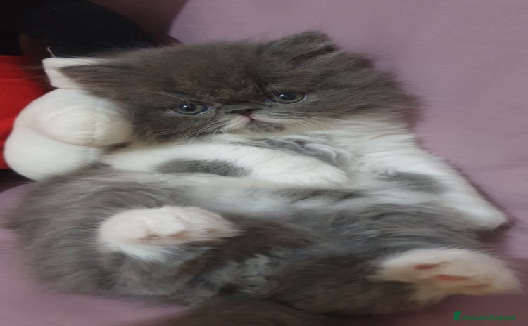 Persiano gatti a Provincia di Brindisi - Annuncio 5