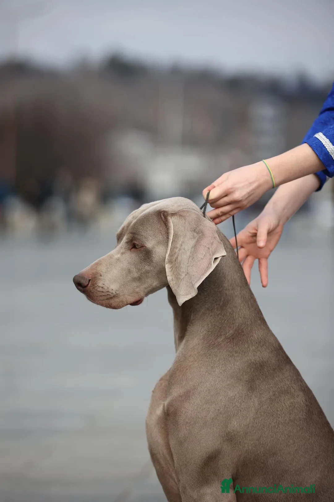 Immagine della galleria {{count}}