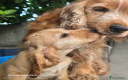 Cocker cani in vendita: Cocker Spaniel  a Provincia di Pescara - Immagine 2