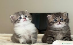 Siberiano gatti in vendita: Gattini siberiani e neva masquerade  - Immagine 2