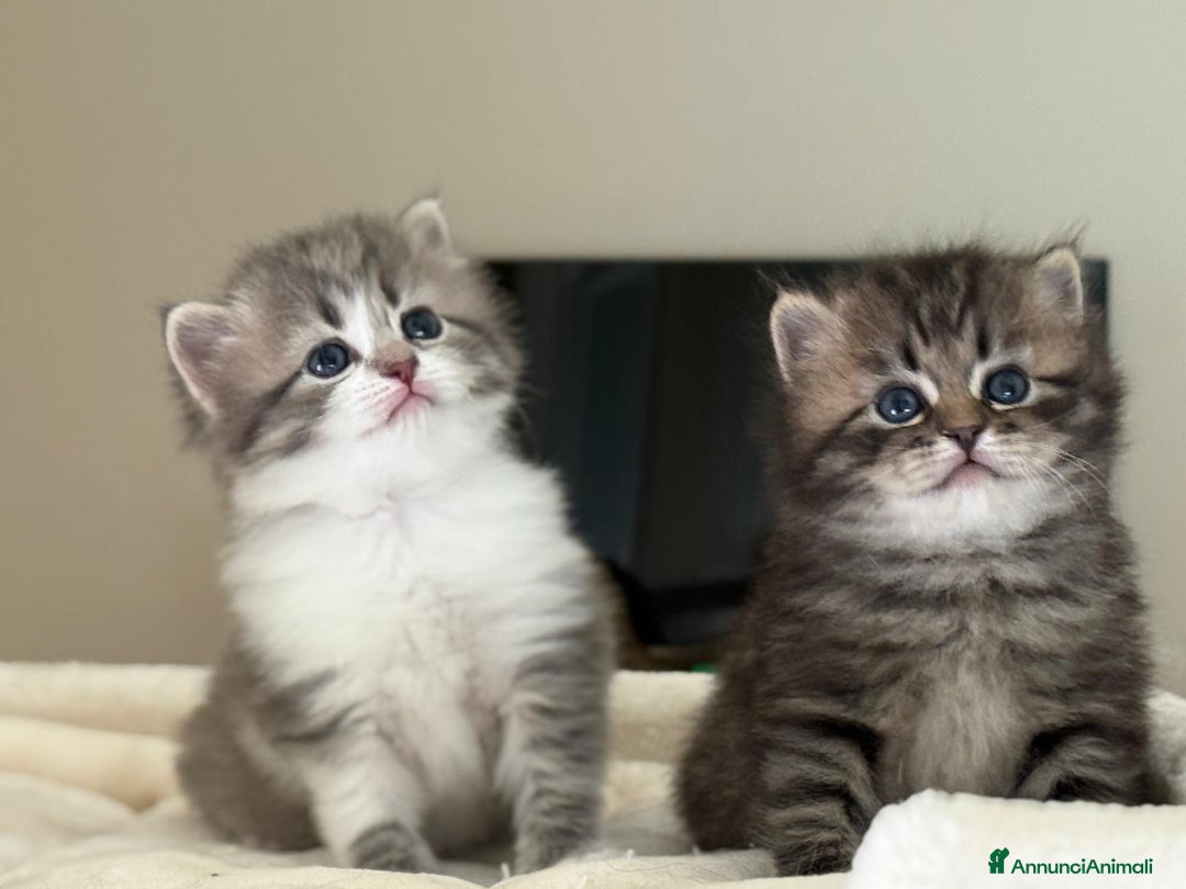 Siberiano gatti in vendita: Gattini siberiani e neva masquerade  - Immagine 2