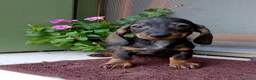 Bassotto cani in vendita: Bassotta pelo corto nana con pedigree  - Annuncio 3