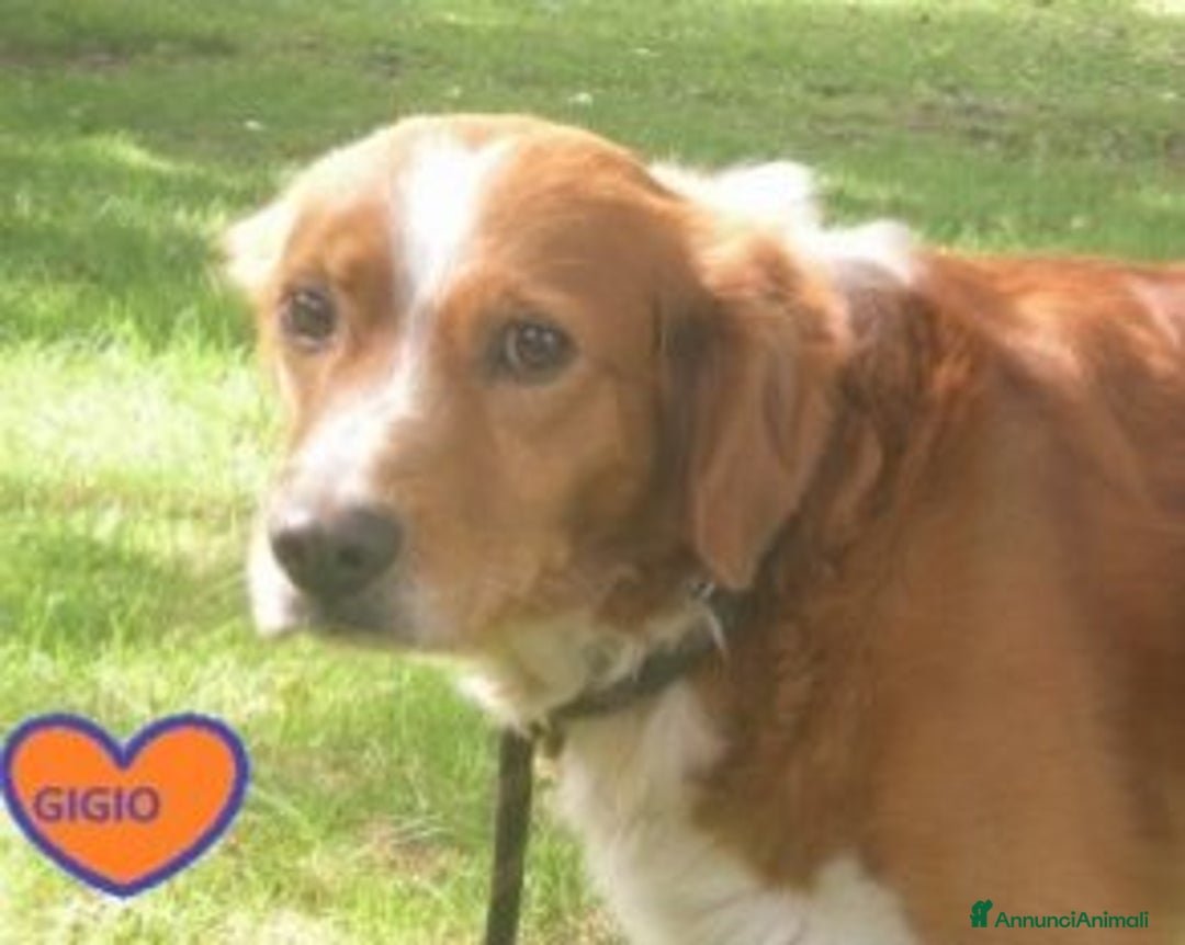 Meticcio cani in regalo: Liberali dalla gabbia! Tendi La Zampa Onlus a Roma - Annuncio 5