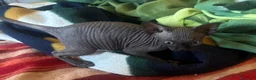 Sphynx gatti in vendita: Splendidi cuccioli di Sphynx disponibili a Provincia di Rimini - Annuncio 13
