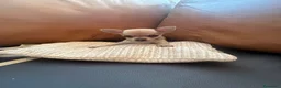 Chihuahua cani in vendita: Splendidi cuccioli di Chihuahua - Annuncio 11