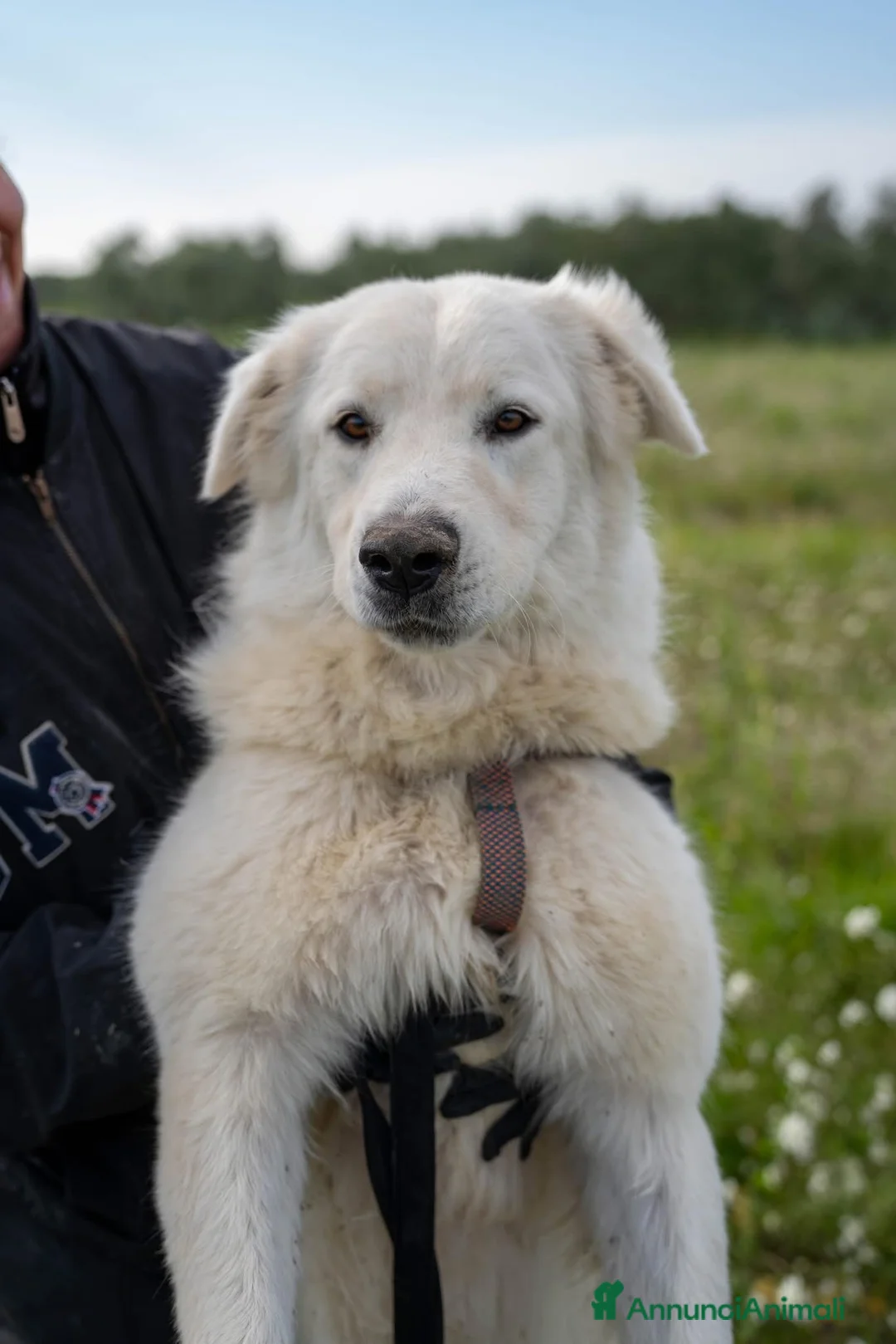Pastore Maremmano cani in regalo: Peppe - Annuncio 2