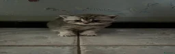 Scottish gatti in vendita: Cucciolata di gatti scottish fold e straight  a Città metropolitana di Roma Capitale - Annuncio 7