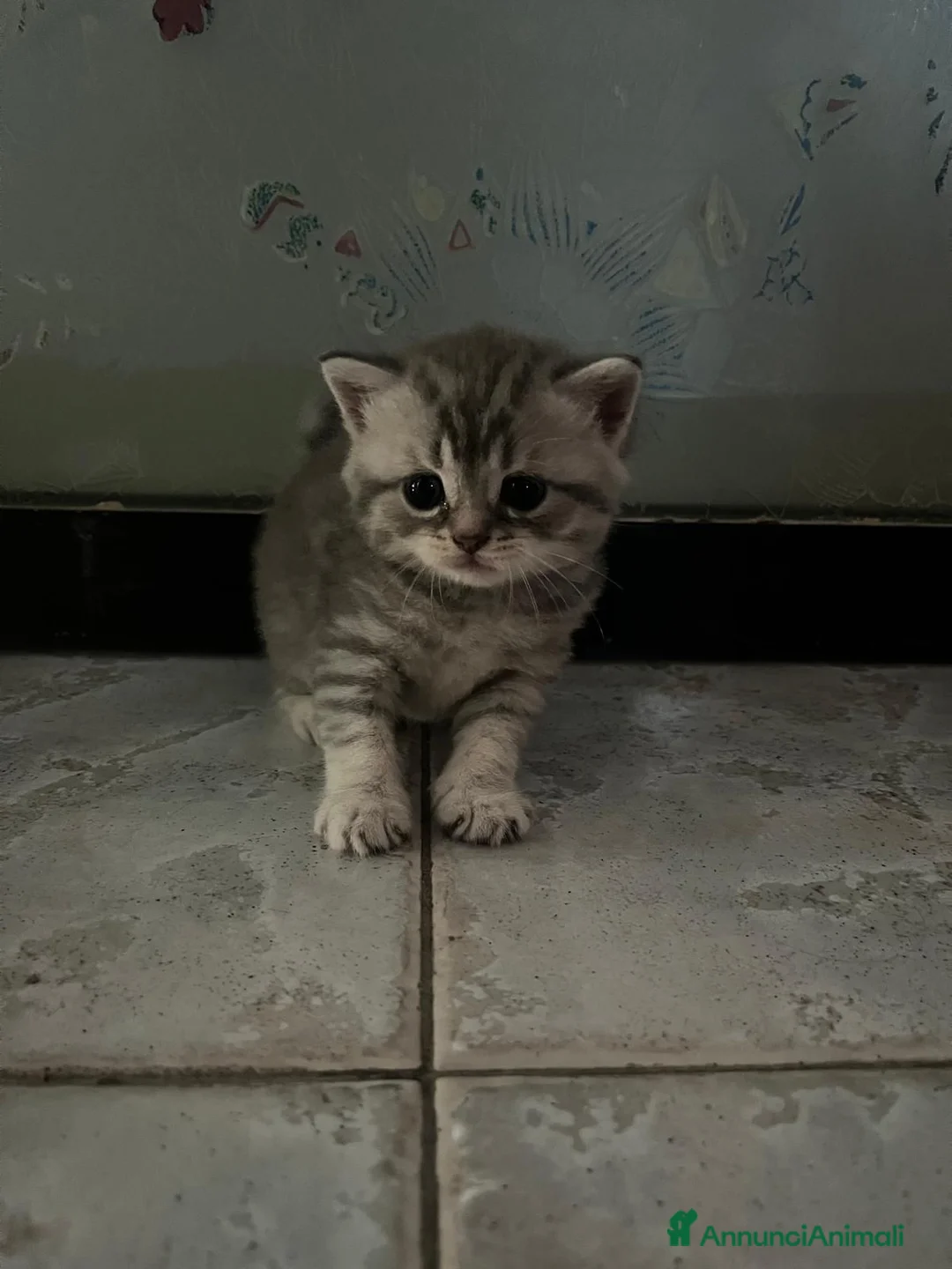 Scottish gatti in vendita: Cucciolata di gatti scottish fold e straight  - Annuncio 20